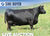 Lot 10: SAV Emblynette 6218 (3 embryos)