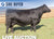 Lot 9: SAV Madame Pride 3179 (3 embryos)