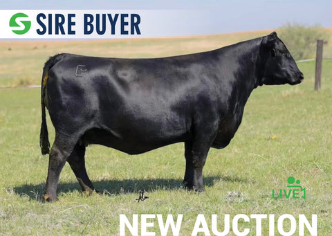 Lot 4 - Baldridge Isabel D749 (3 embryos)