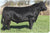 Lot 12: Executa of Conanga 939 (3 Embryos)