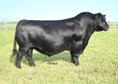 Basin Jameson - 5 units