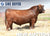 Lot 3: TJS Birthright E118 - 30 Units