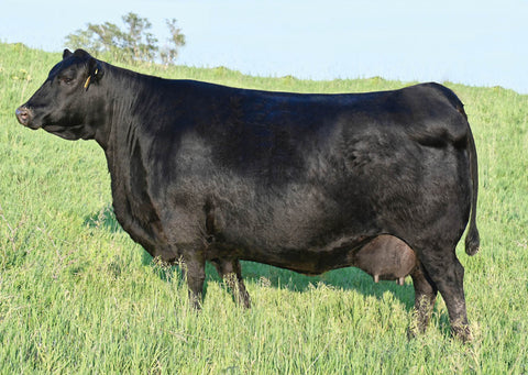 Lot 2: SAC Blackcap May 0243 - (Renew F)