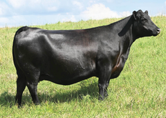 Lot 1: Blackline Blackcap May 3543