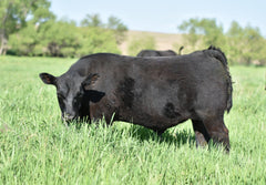 Lot 57: Blackline Bolt 4810 - 10 units