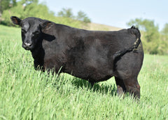 Lot 57: Blackline Bolt 4810 - 10 units