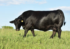 Lot 44: Blackline Emblynette 0440 - Flush