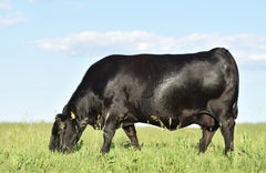 Lot 44: Blackline Emblynette 0440 - Flush