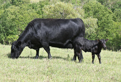 Lot 37: Blackline Emblynette 2486 - Flush