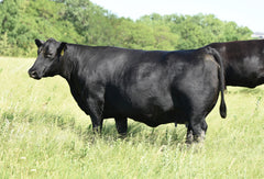Lot 31: Blackline Montana Dream 8530 - (Renew F)
