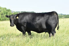 Lot 49: Blackline Montana Dream 8530 - Flush