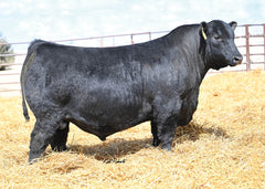 Lot 21: SAV Blackcap May 0588 - (Downpour)