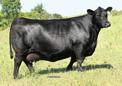 Lot 5: Blackline Elba 2864