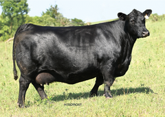 Lot 5: Blackline Elba 2864