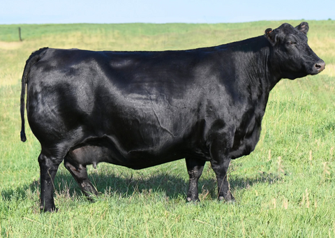 Lot 31: Blackline Emblynette 9342