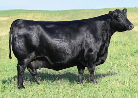 Lot 31: Blackline Emblynette 9342