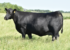 Lot 30: Blackline Montana Dream 8530