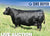 Lot 12: SAC Emblynette 7304 - 3 Embryos