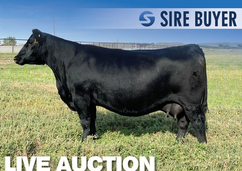 Lot 16: SAV Blackcap May 0591 - 3 Embryos