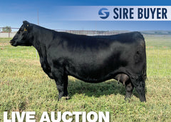 Lot 16: SAV Blackcap May 0591 - 3 Embryos