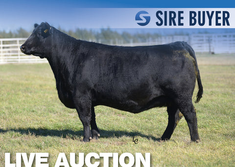 Lot 18: SAV Blackcap May 4517 - 5 Embryos