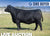 Lot 18: SAV Blackcap May 4517 - 5 Embryos