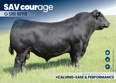Lot 11: SAV Emblynette 7524 - (Courage - M)