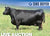 Lot 10: SAV Emblynette 6218 - 3 Embryos