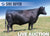 Lot 1: VDAR Rosetta 6436 - 3 Sexed (F)