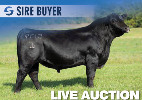 Lot 17: GAR Ashland N259 - 3 Embryos