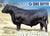 Lot 21: AVF Sara 2304 - 3 Embryos