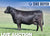 Lot 11: Hawk Elaine 5339 - 2 Sexed (F)