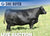 Lot 6: SAV Blackcap May 0592 - 3 Embryos