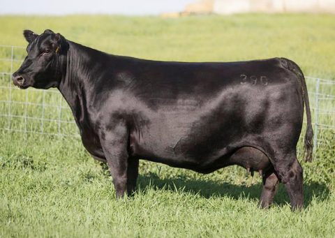 Lot 16: Brooking Annie K 390