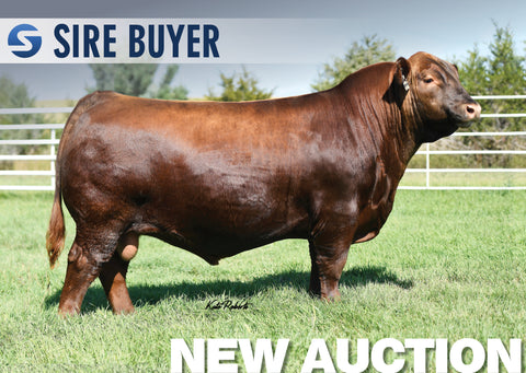 Lot 7: PIE Captain 057 - 30 Units