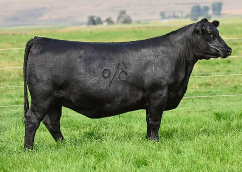 Lot 31: Coleman Donna 077