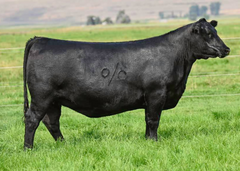 Lot 31: Coleman Donna 077