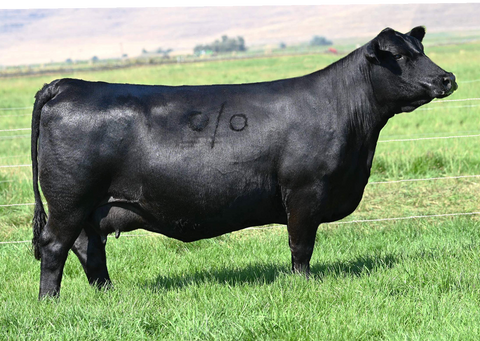 Lot 16: Coleman Donna 1156