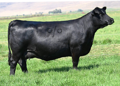 Lot 16: Coleman Donna 1156