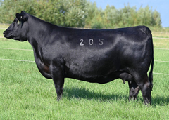 Lot 10: Coleman Donna 205