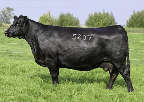 Lot 2: Coleman Donna 5207