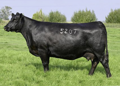 Lot 2: Coleman Donna 5207
