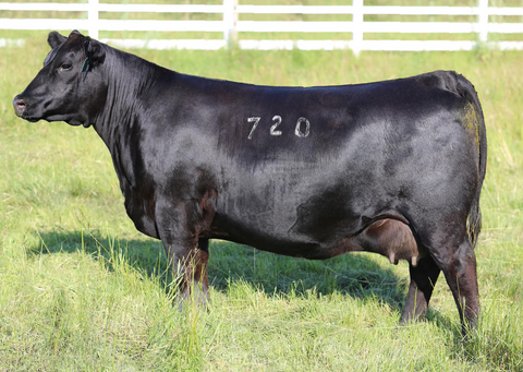 Lot 8: Coleman Donna 720