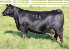 Lot 8: Coleman Donna 720