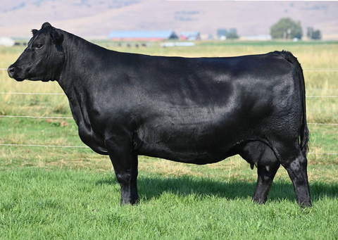 Lot 30: Coleman Donna 8284