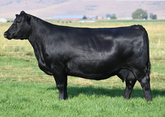 Lot 30: Coleman Donna 8284