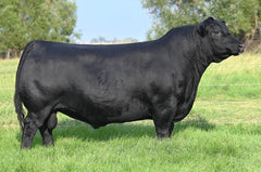 Lot 12: Coleman Donna 9209