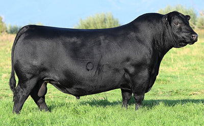 Angus Semen Package - 4203