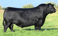 Angus Semen Package - 4203