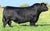 Angus Semen Package - 4203